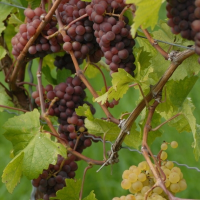 Mutation von Grauburgunder zu Weisburgunder ANT 0918